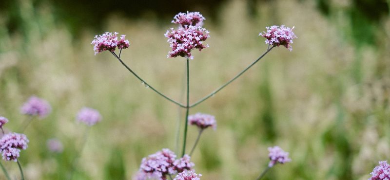 Kilruddy Gardens - Verbena Historic Houses Ireland