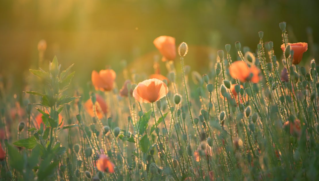 The importance of biodiversity in land management