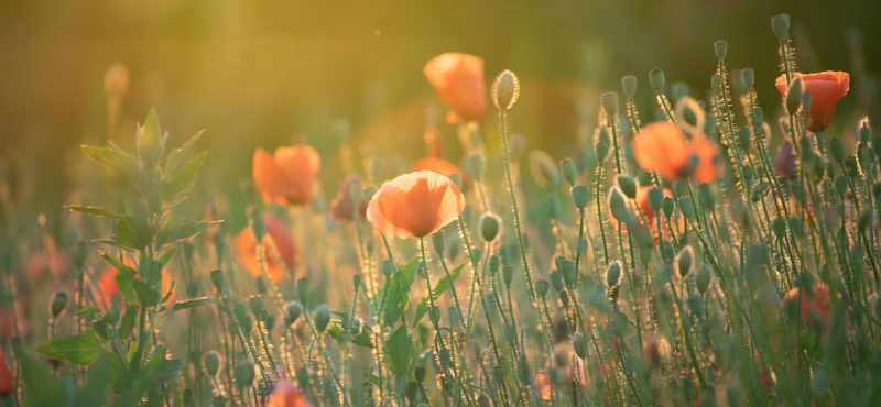 The importance of biodiversity in land management